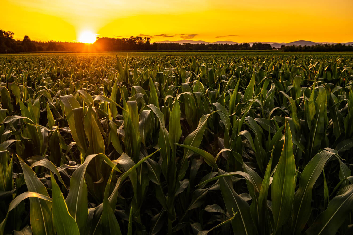 young-maize-plants-in-sunset-light-corn-field-background