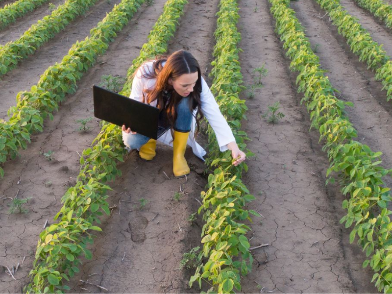 consultoria agrícola experiente