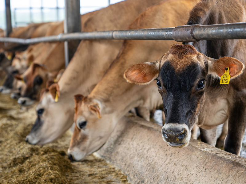 tipos de crédito rural para criação de gado