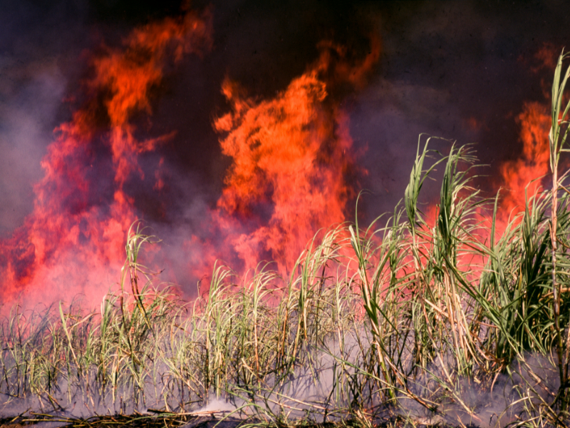 como funciona o seguro rural contra incêndio