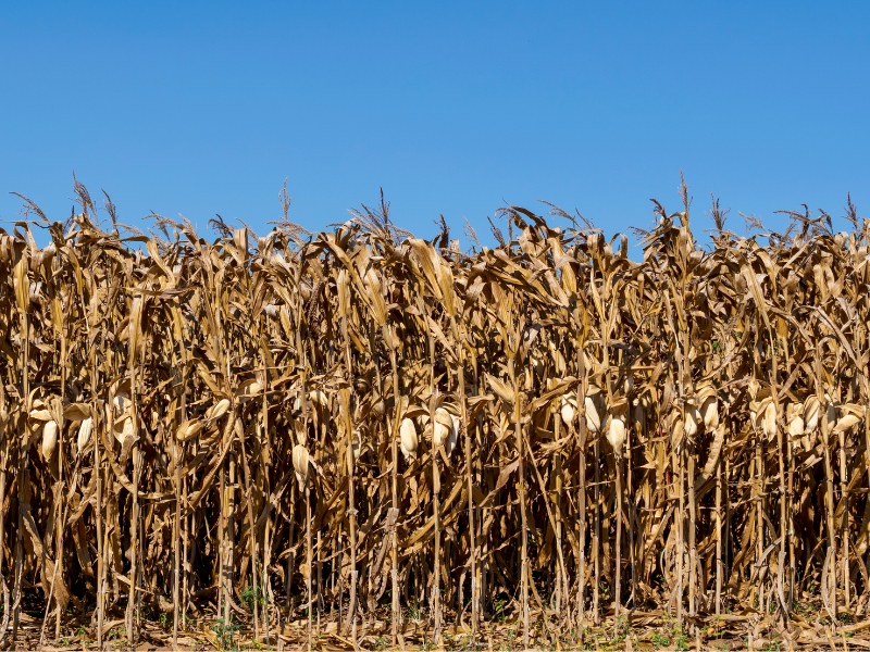 como funciona o seguro rural para agricultores
