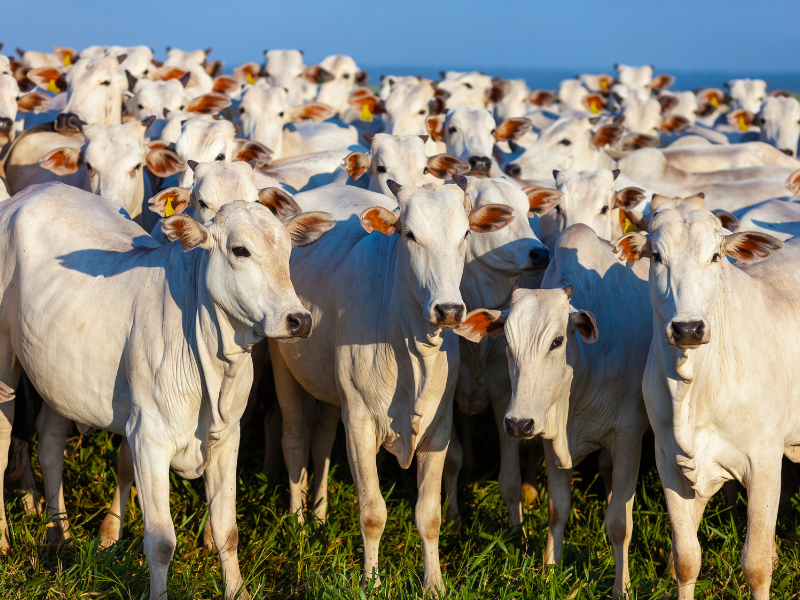 crédito rural para compra de gado