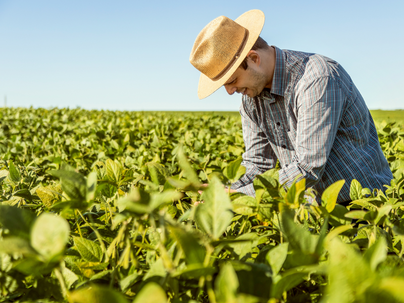 consultoria em agronegócio com boa referência