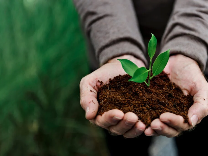 consultoria em agronegócio para a adoção de práticas sustentáveis