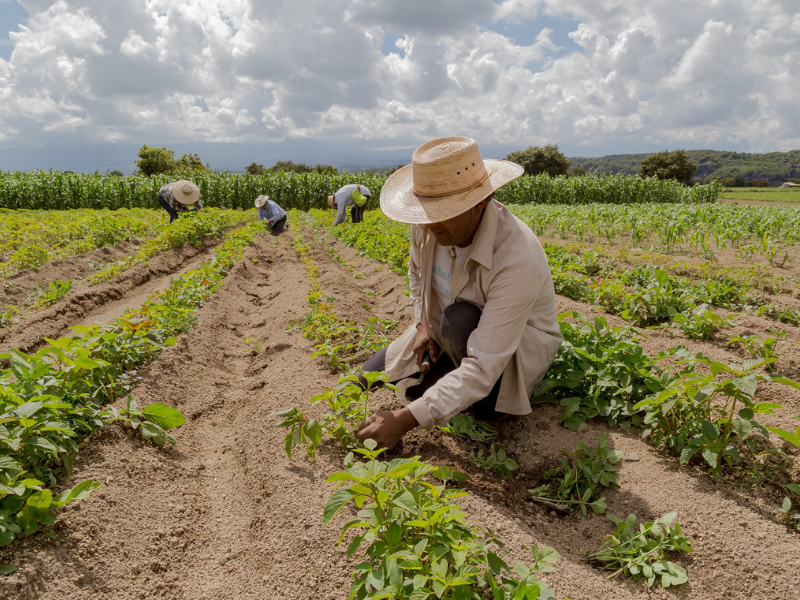 crédito rural pronaf custeio qual a taxa de juros