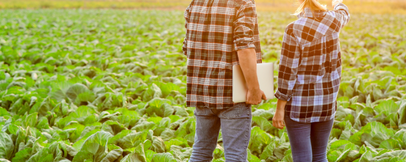 projeto agropecuário