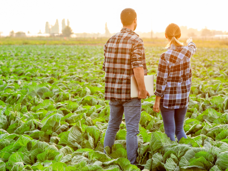 projeto agropecuário