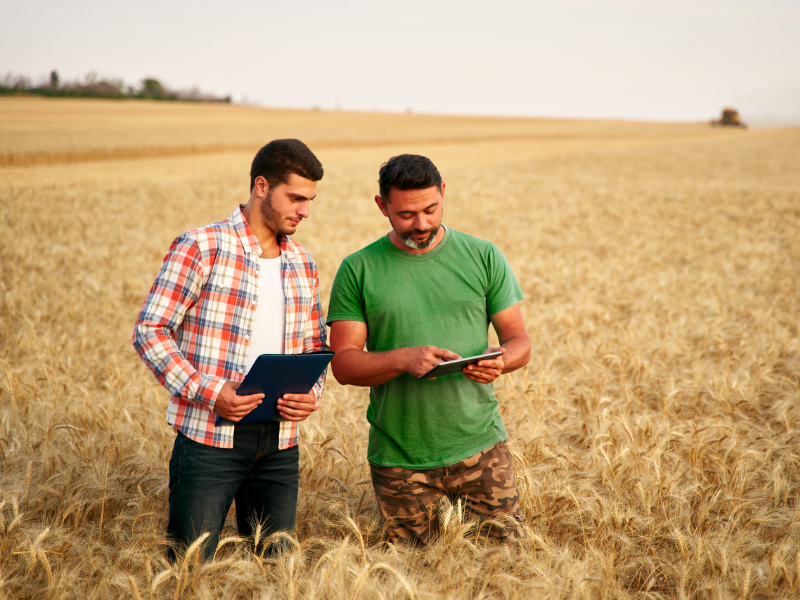 organização e operação da propriedade agrícola de médio porte