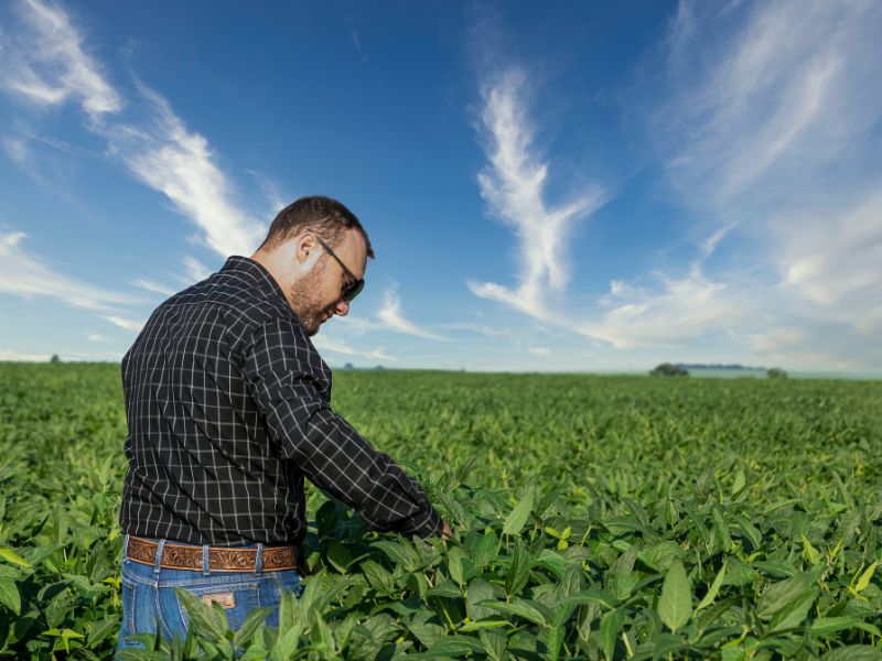 empresa de consultoria agropecuária para crédito rural