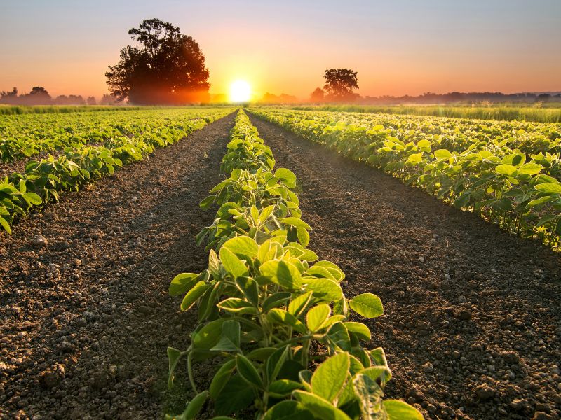 empresa de consultoria agropecuária para pecuaristas