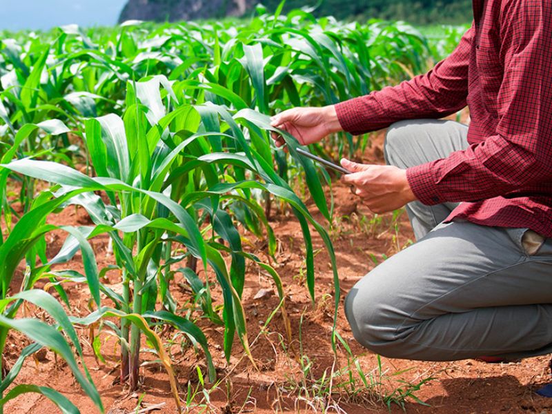 o que faz um consultor agrícola na plantação de soja