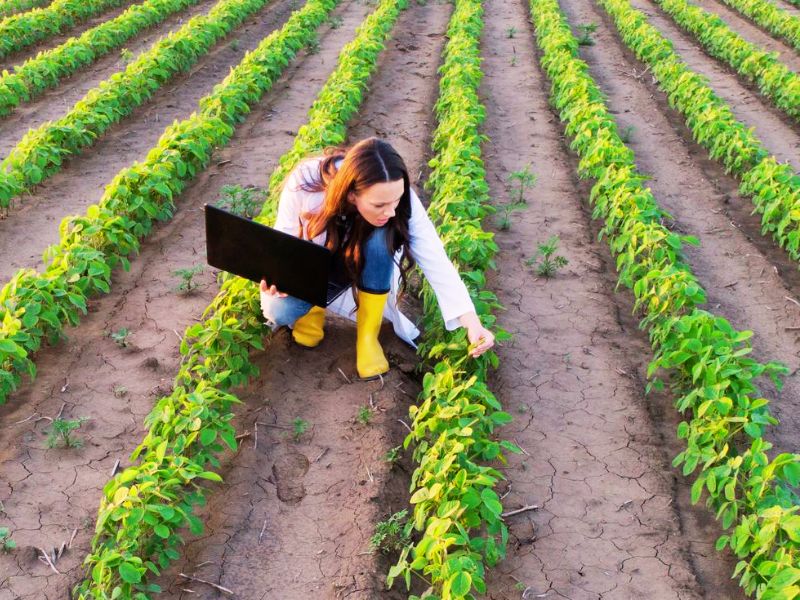 o que faz um consultor agrícola na plantação