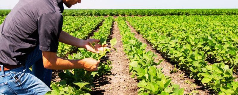 quais são os tipos de produção agrícola