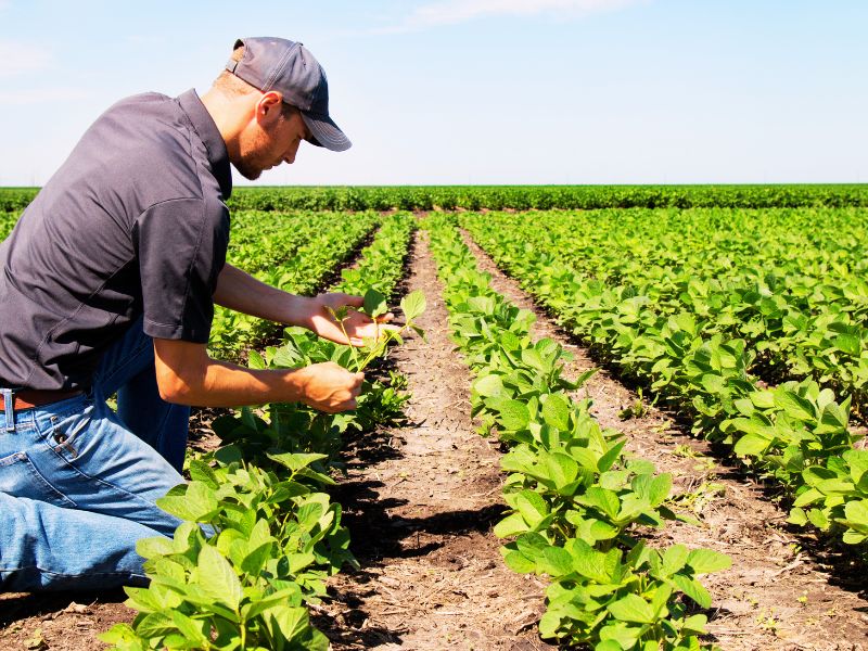 quais são os tipos de produção agrícola