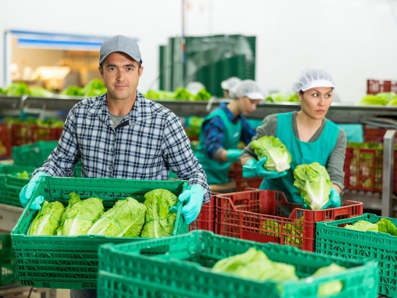 comercialização de produtos agrícolas atualmente