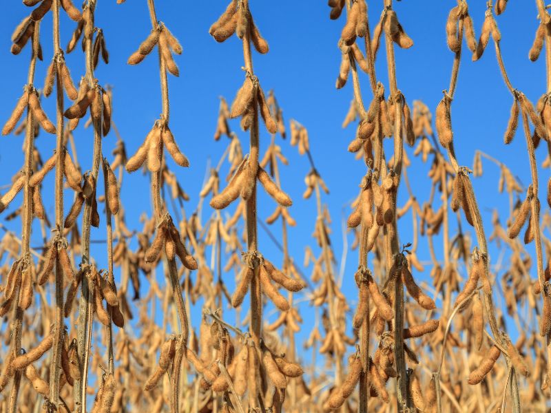 comercialização de produtos agrícolas na feira