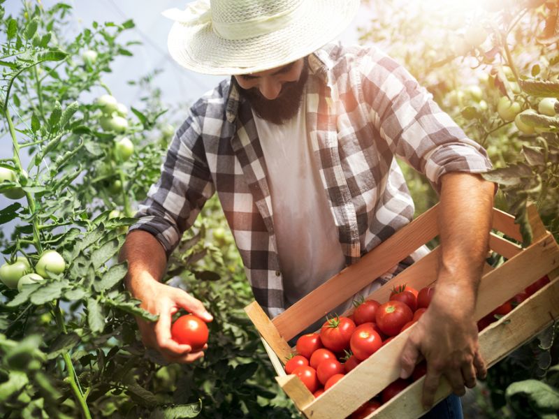 comercialização de produtos agrícolas