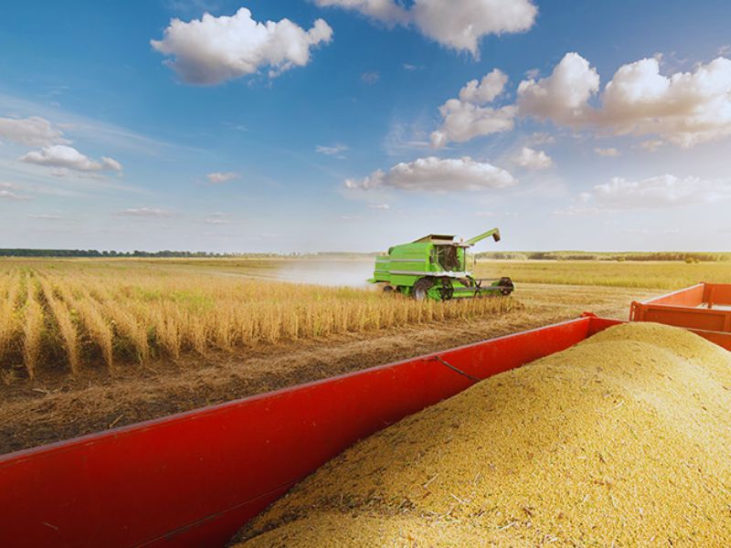 mercado agrícola