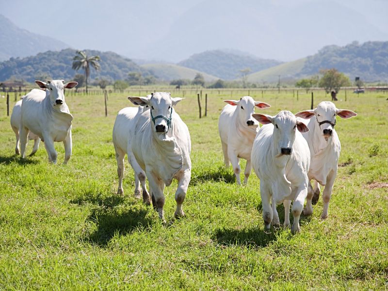 laudo de avaliação de imóvel rural quais os desafios