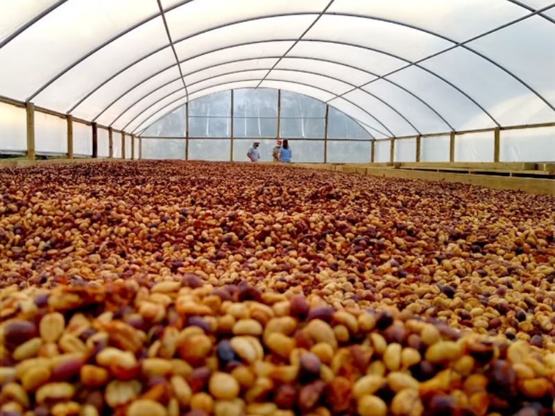 secagem e armazenagem de produtos agrícola qual a melhor maneira