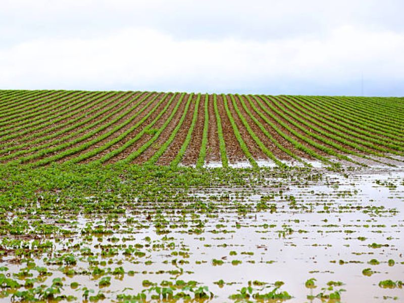 cotação mercado agrícola e como analisar