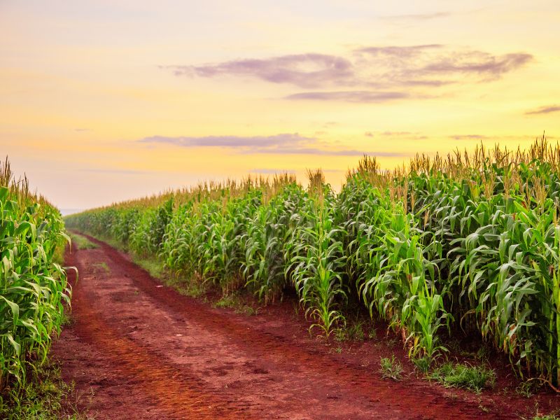 gestão de agro negócio na produção do milho eficiente