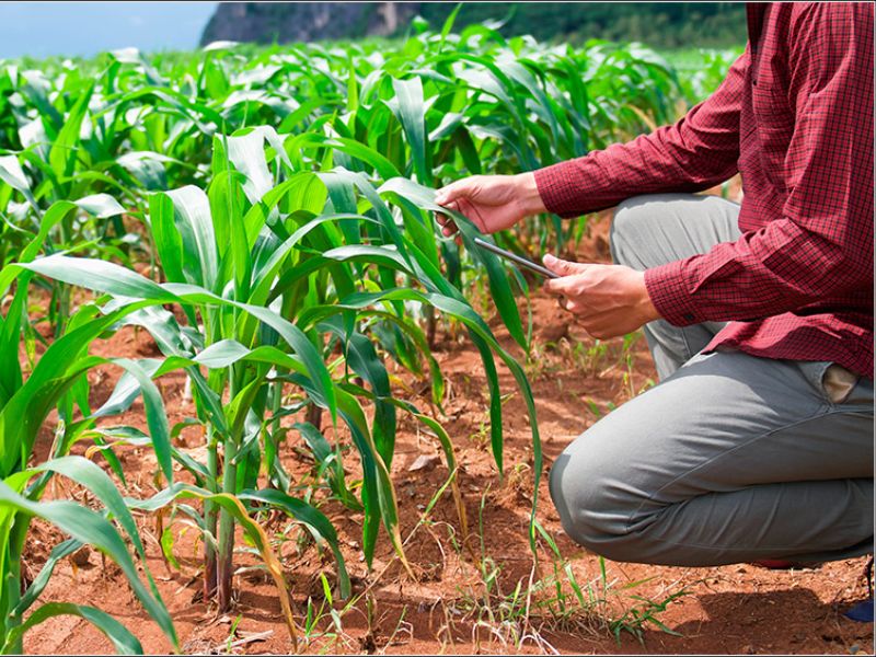 produção e produtividade agrícola diferença e conceito