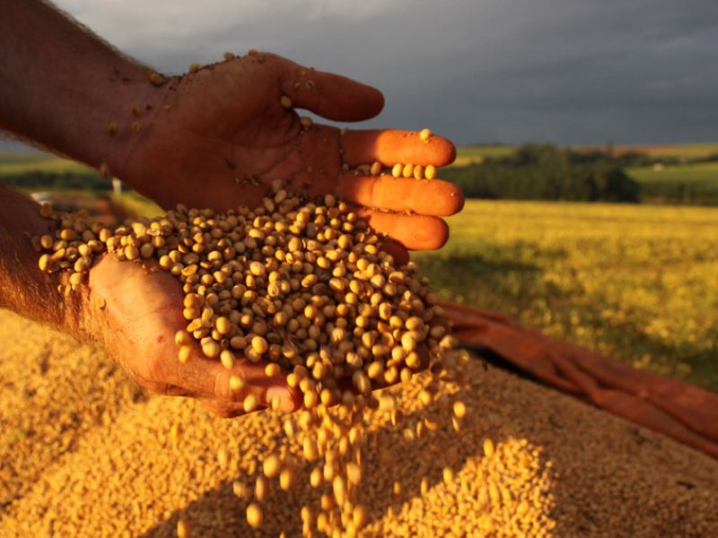 produção e produtividade agrícola diferença para saber