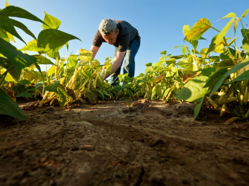 produção e produtividade agrícola diferença quais fatores influenciam