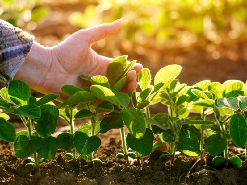 produção e produtividade agrícola diferença