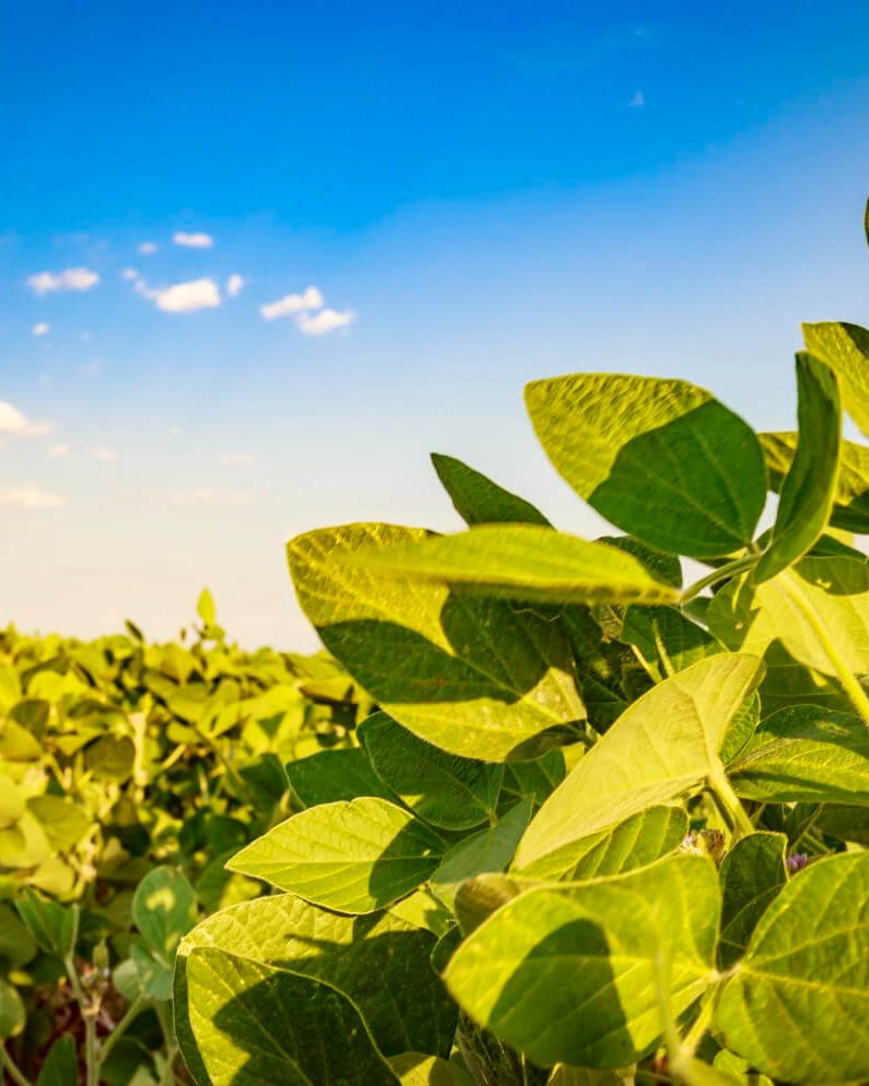soybean-field-in-a-sunny-day-agricultural-scene (1)